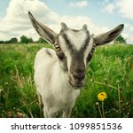 Portrait Of A Little Funny Goat ...