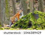 The Siberian Tiger  Panthera...