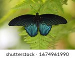 Papilio Memnon  Tropical...