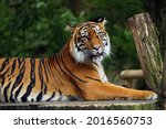 The Sumatran Tiger  Panthera...