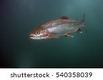 The rainbow trout (Oncorhynchus mykiss) in the lake.The rainbow trout (Oncorhynchus mykiss) in the lake.Trout in the green water of a mountain lake.