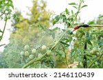 Treatment of tomato plants from ...