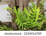 Small photo of Leaves Single, odd-ended, 2 cm wide, 10-15 cm long, oblong or triangular. The serrated edges are 3-4 pairs of feathery lobes, deep lobe almost to the midrib, lobe oblong, slender, light green leaf tip