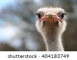 Ostrich Bird Head And Neck...