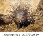 Small photo of The porcupine yawns. Close-up portrait of the porcupine. It consists of brown, grey, and white colors. The porcupine shows its teeth. A porcupine bristling up (it's quills)