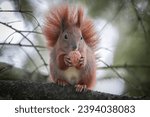 Small photo of Squirrel sits on the branch and holds a walnut. Squirrel with walnut. Squirrel is holding a walnut. Squirrel with walnut looks towards the camera lens on the cold autumn day in the park.