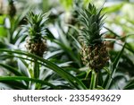 Green small decorative mini pineapples in the store.  Exotic fruits at home.  Growing pineapples at home