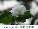 Small photo of Hibiscus mutabilis, also known as Confederate rose, is a plant that has long been cultivated for its showy flowers. Originally from southern China