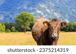 Small photo of Dexter Cattle Dexter cattle are a breed of cattle originating in Ireland. Dexters are classified as a small, friendly, dual-purpose breed, used for milk and beef Dexter cows, tipperary Dexter Cow in