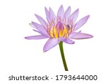Water Lily Isolated On White...