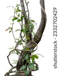 Small photo of Forest tree trunks with climbing vines twisted liana plant and green leaves isolated on white background, clipping path included.