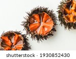 Fresh Sea Urchins  Ricci Di...