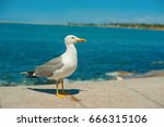 Sea Gull Standing On His Feet...
