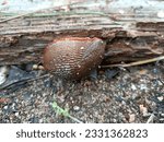 Small photo of a shrunken slug after a rainy day