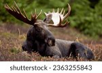 Small photo of Moose - Sweden The moose, or "alg" in Swedish, is a symbol of Sweden's wilderness and nature.