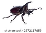Small photo of Stag Beetle (Lucanus cervus): Large mandibles resembling deer antlers, brown-black coloration.