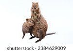 Small photo of Quokka: The quokka is a small marsupial native to Australia, known for its friendly and smiling appearance. It's often referred to as the "happiest animal on Earth" due to its seemingly perpetual smil