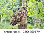 Small photo of A large eagle owl stood on a stump. It stood sideways and looked striking, and there were rivers and trees in it.