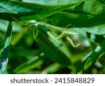 Small photo of Mimicry in nature, a predatory green mantis, unnoticeable on green plants