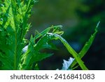 Small photo of Mimicry in nature, a predatory green mantis, unnoticeable on green plants