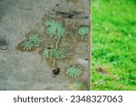 Small photo of green paintball ammunition splashes on plywood