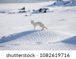 Arctic fox, Spitsbergen