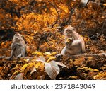 Small photo of Monkey Forest, Ubud, Bali, Indonesia, October 2023. In the midst of a serene autumn forest, a scene unfolds as a monkeys eating. The vibrant orange-yellow hues