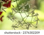 Small photo of Clematis recta | Virgin's Bower | Clematis flammula | Bridal Bouquet | stock image hi-res