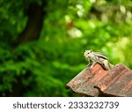 Small photo of Squirrels are members of the family Sciuridae, a family that includes small or medium-size rodents. The squirrel family includes tree squirrels, ground squirrels, and flying squirrels.