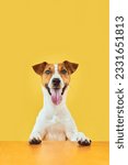 Small photo of Portraite of Happy surprised dog. Top of head of Jack Russell Terrier with paws up peeking over blank golden table Smiling with tongue. Card template or Banner with copy space on yellow background.