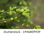 blooming fir branch. Fir branches with fresh shoots in spring. Young growing fir tree sprouts on branch in spring forest. Spruce branches on a green background. fir branch with green buds  