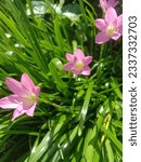 Small photo of Zephyranthes minuta Wan Khun Phaen spelled the army. It is a herbal medicine used to cure insect bites. In superstition, it is believed that there is a great mercy and invulnerability.