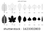 Vector Set Of Autumn Leaves....