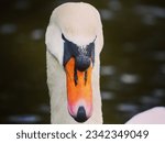 A Swan Head and Face close up.