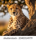 Cheetah lair  majestic beauty...