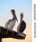 Pelicans  pelican post        a ...