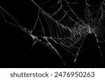 Intricate spider web texture ...