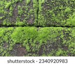 Small photo of Green moss foliose or crustose lichen