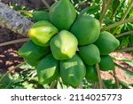 Cluster of healthy-looking papaya fruit on a branch of the Carica papaya tree, unripe fresh produce grown for its tropical orange color, a juicy soft flesh with creamy texture, and a mild sweet taste