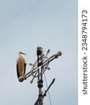 Stork perched on cross  spain