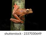 Small photo of Harlequin Flying Frog (Rhacophorus pardalis)
