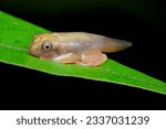 Small photo of baby Harlequin Flying Frog (Rhacophorus pardalis)