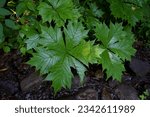 Small photo of Grenn leaves of Rodger's bronze leaf (Rodgersia podophylla) in summer