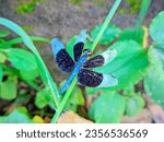 Small photo of A blue and black dragonfly on a green plant, Dragonflies tend to be large insects with four elongate, membranous wings with characteristic, net-like veins. The antennae tend to be very small. Dragonfl