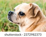 Small photo of Chug dog on country walk
