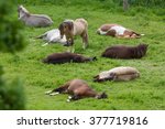 A Herd Of Icelandic Horses Lies ...