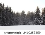 Snowy forest. Winter landscape in the forest and near lake.