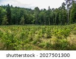 Reforestation in mixed forest by planting young trees