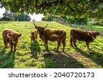 Scottish Higland Cattle Eat...