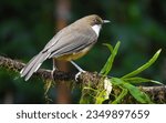 Small photo of White throated laughing thrush. It is found mainly in the northern regions of the Indian subcontinent, primarily the Himalayas and some adjoining and disjunct area.